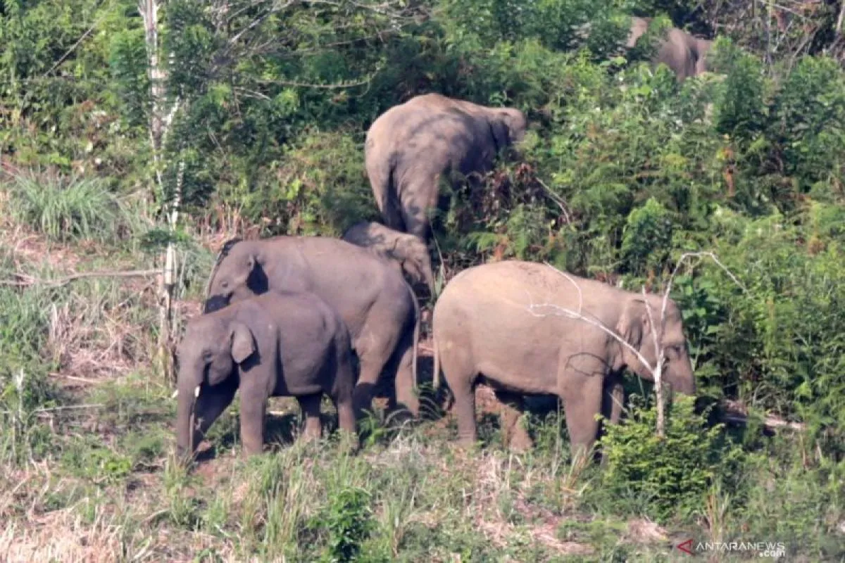 Gajah-Sumatera3.jpg