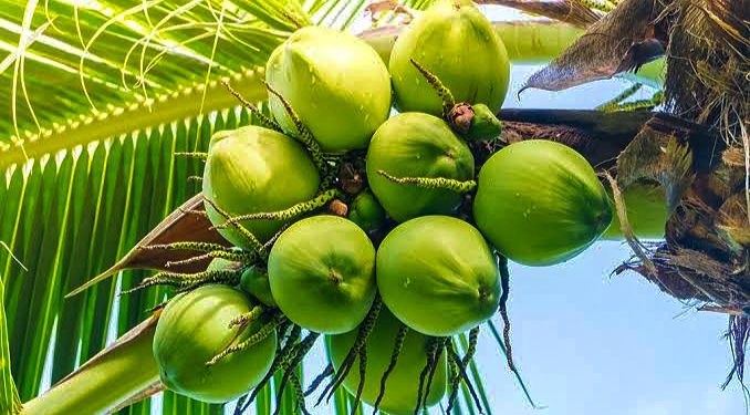 asal-usul-kelapa-pandan-wangi-678x375
