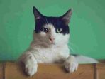 manja-vitolic-gKXKBY-C-Dk-unsplash_11zon